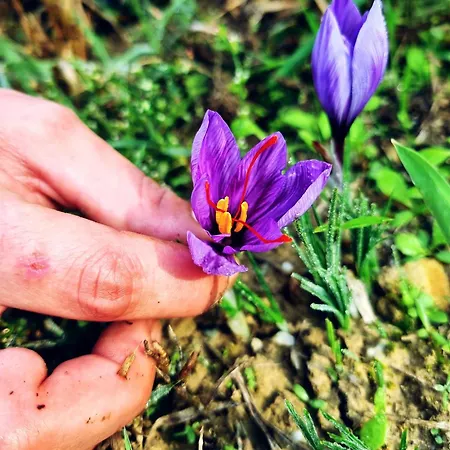 Апартаменты Ospitalita Agricola Di Langa Mansardato Vacanze Синио