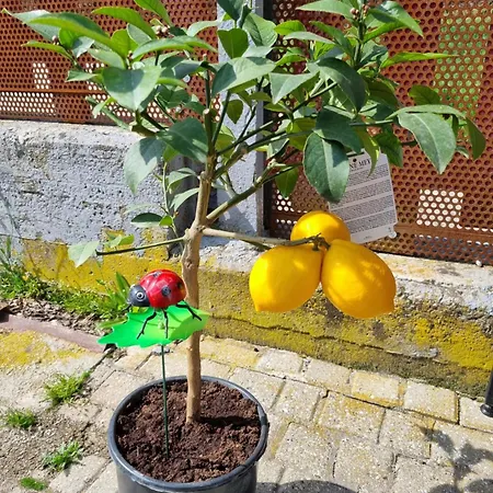 Apartmán Ospitalita Agricola Di Langa Mansardato Vacanze
