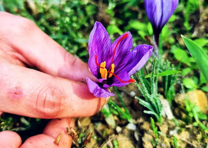 아파트 Ospitalita Agricola Di Langa Mansardato Vacanze 시니오