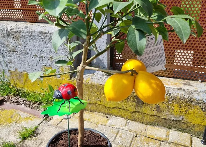 아파트 Ospitalita Agricola Di Langa Mansardato Vacanze
